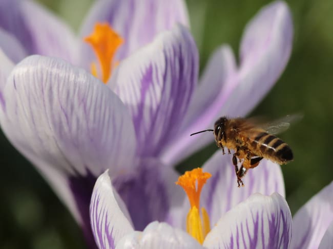 Dan Kitwood/Getty Images.