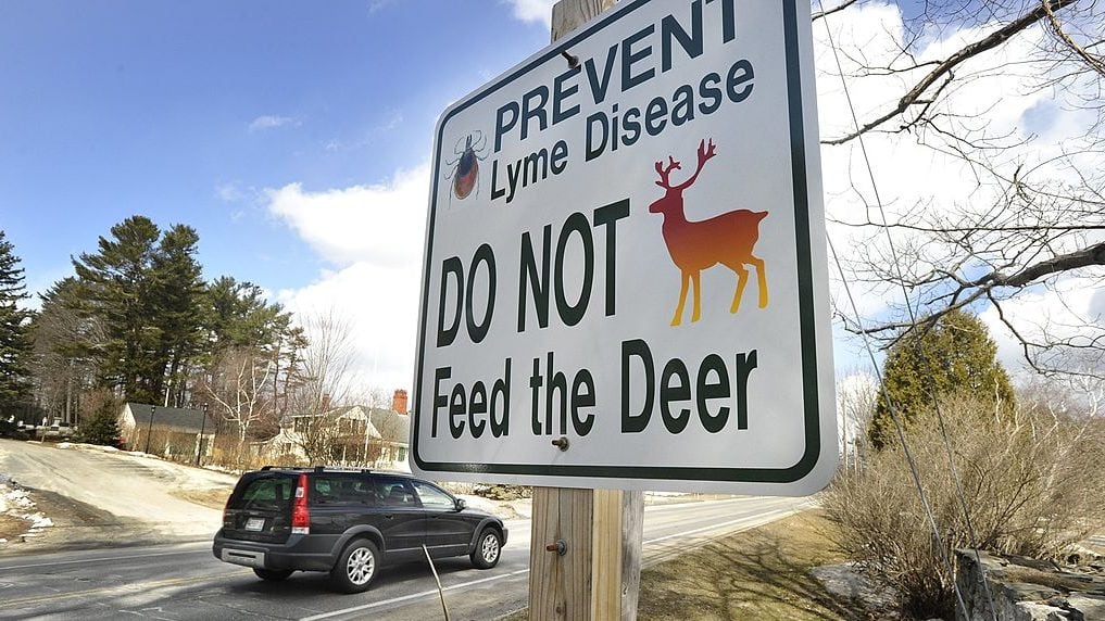 Cumberland has erected signs warning people about feeding deer which can transmit Lyme disease. (John Ewing/Getty Images)