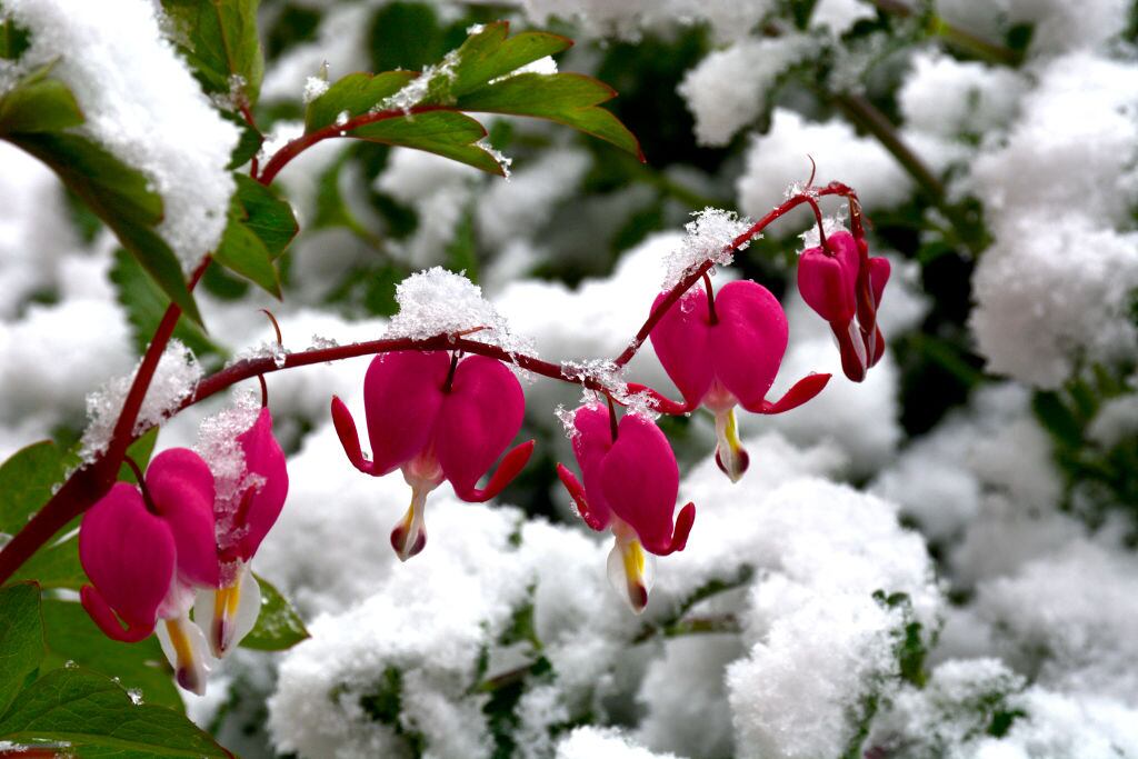 Robert Alexander/Getty Images.