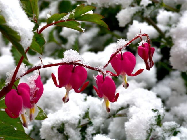 Robert Alexander/Getty Images.