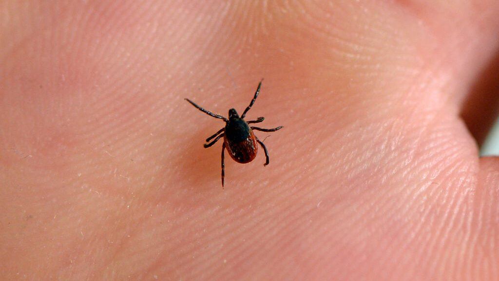 A picture taken at the French National Institute of Agricultural Research (INRA) in Maison-Alfort, on July 20, 2016 shows a tick, whose bite can transmit the Lyme disease. (BERTRAND GUAY/Getty Images)