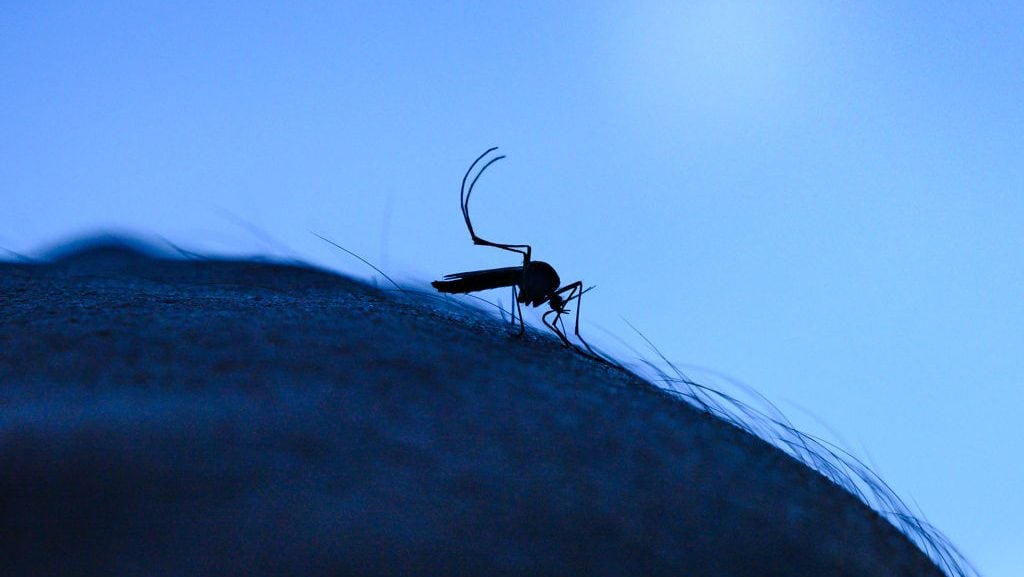 The Aedes mosquito is a known vector for several viruses, including West Nile virus, yellow fever virus, dengue virus, chikungunya virus, and Zika virus. (Soumyabrata Roy/Getty Images)