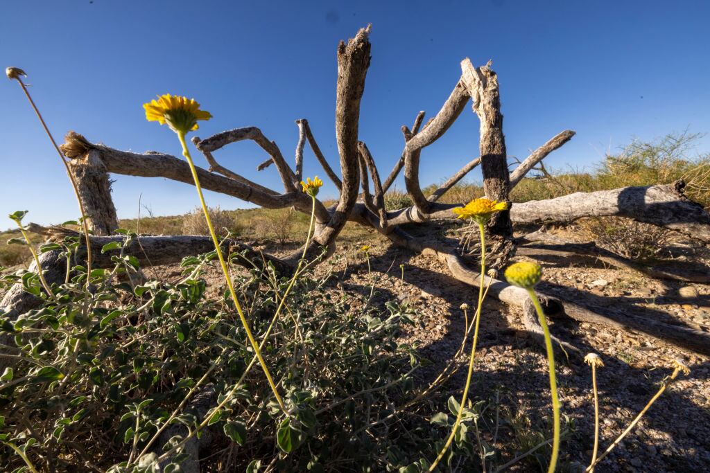 Joshua tree with flowers. David McNew/Getty.