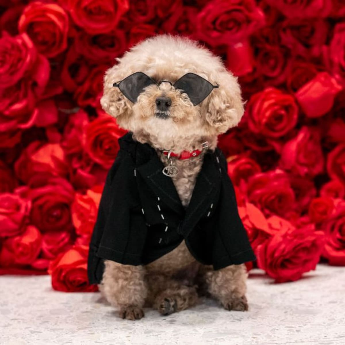 What is The Pet Gala: A Pawsome Take on the Met Gala