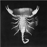 Scorpio