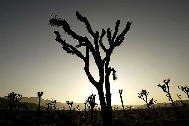 JOSHUA TREE NATIONAL PARK