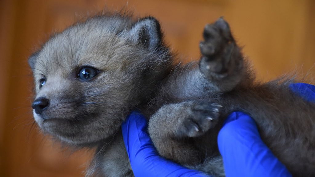 Baby animals in Antalya Wildlife Park Mikayla Raines